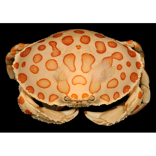Семейство Aethroidea фото