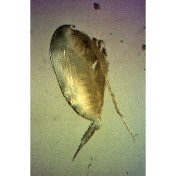 Семейство Aetideidae фото