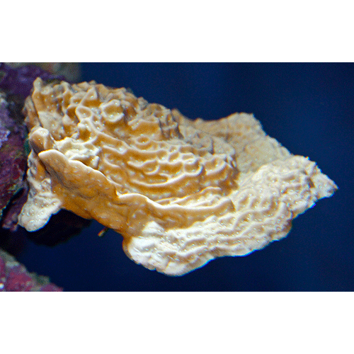 Семейство Agariciidae  фото