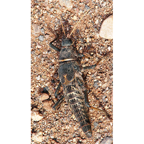 Семейство Agathemeridae фото