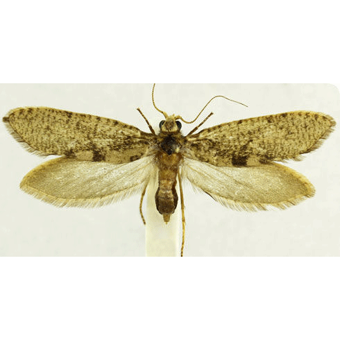 Семейство Agathiphagoidea фото