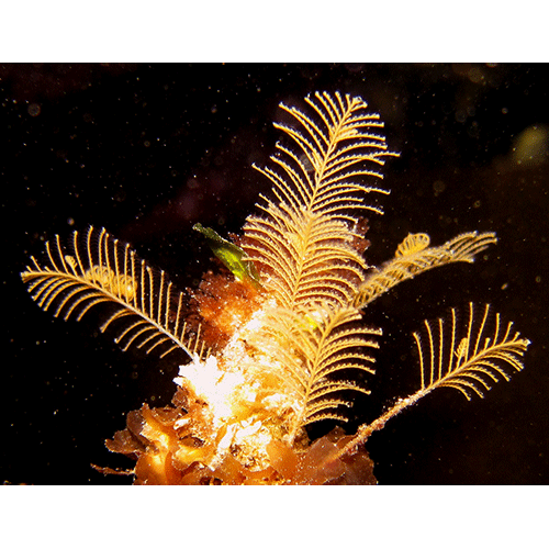 Семейство Aglaopheniidae  фото