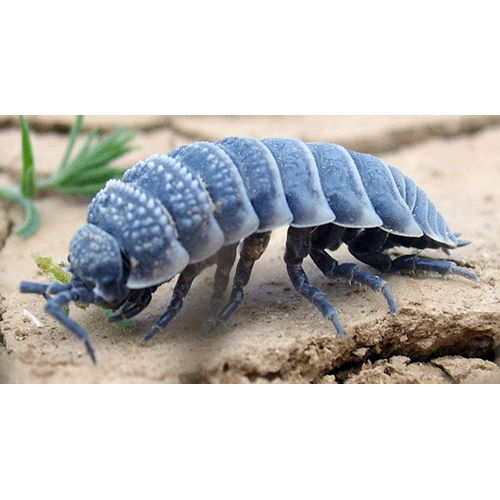 Семейство Agnaridae фото