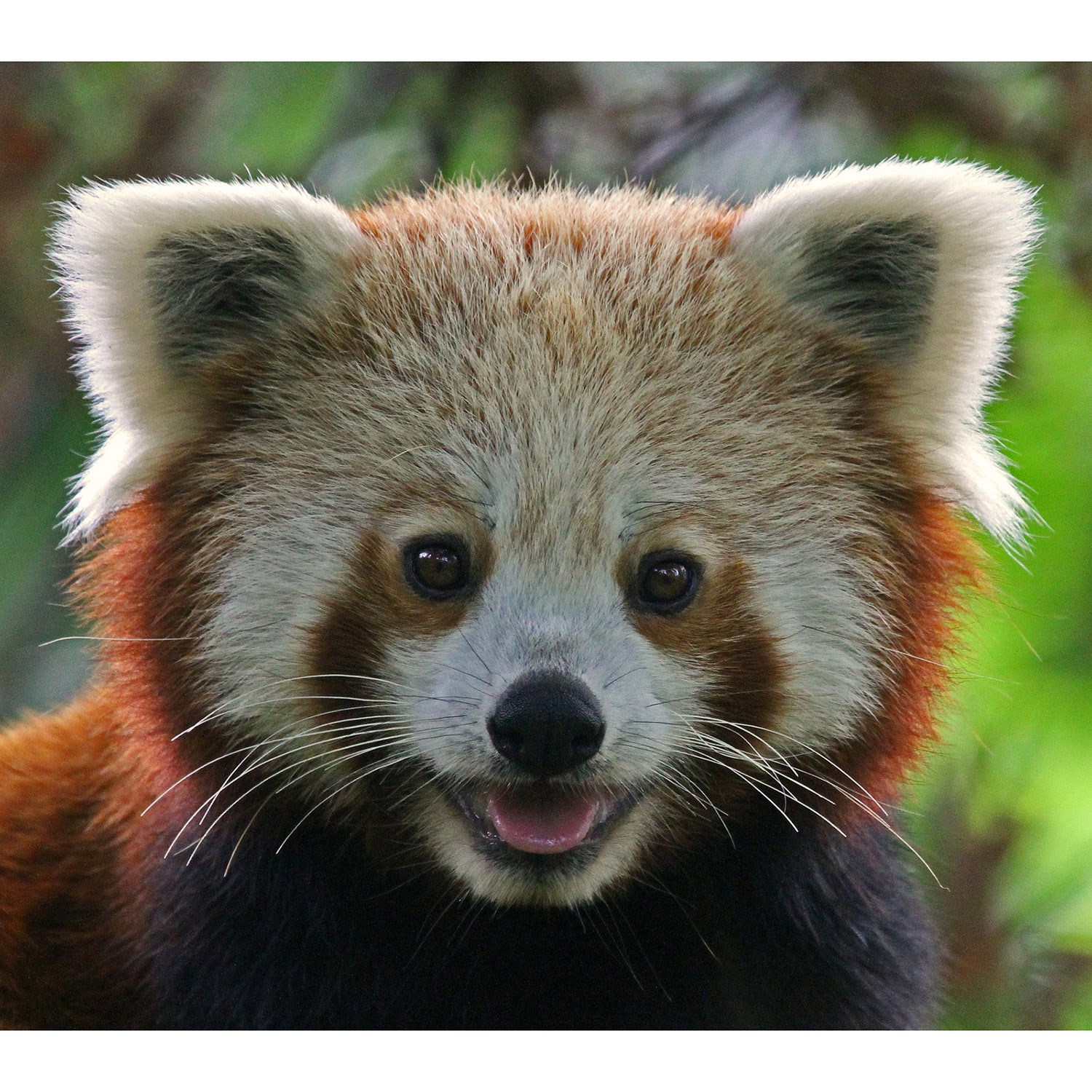 Ailurus fulgens Фото №10
