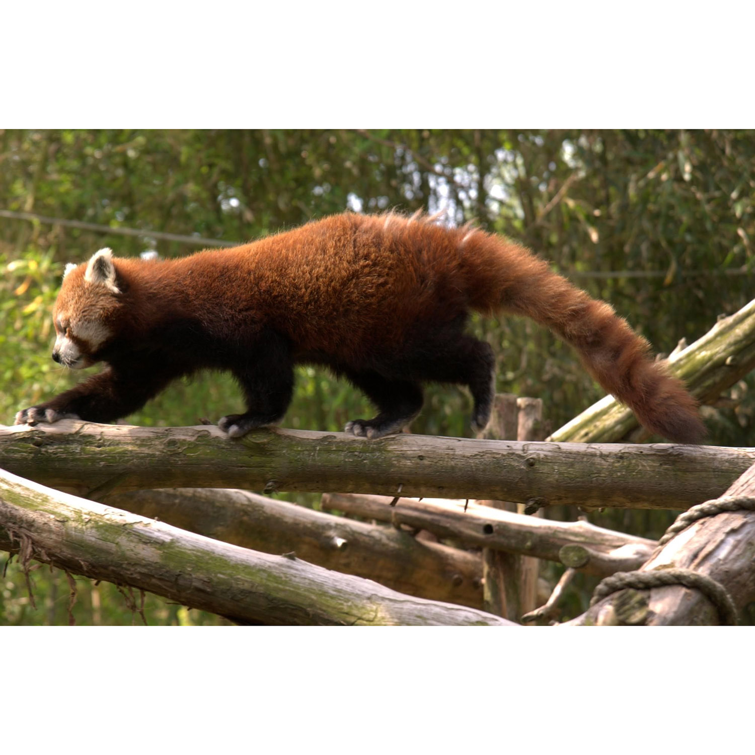 Ailurus fulgens Фото №2
