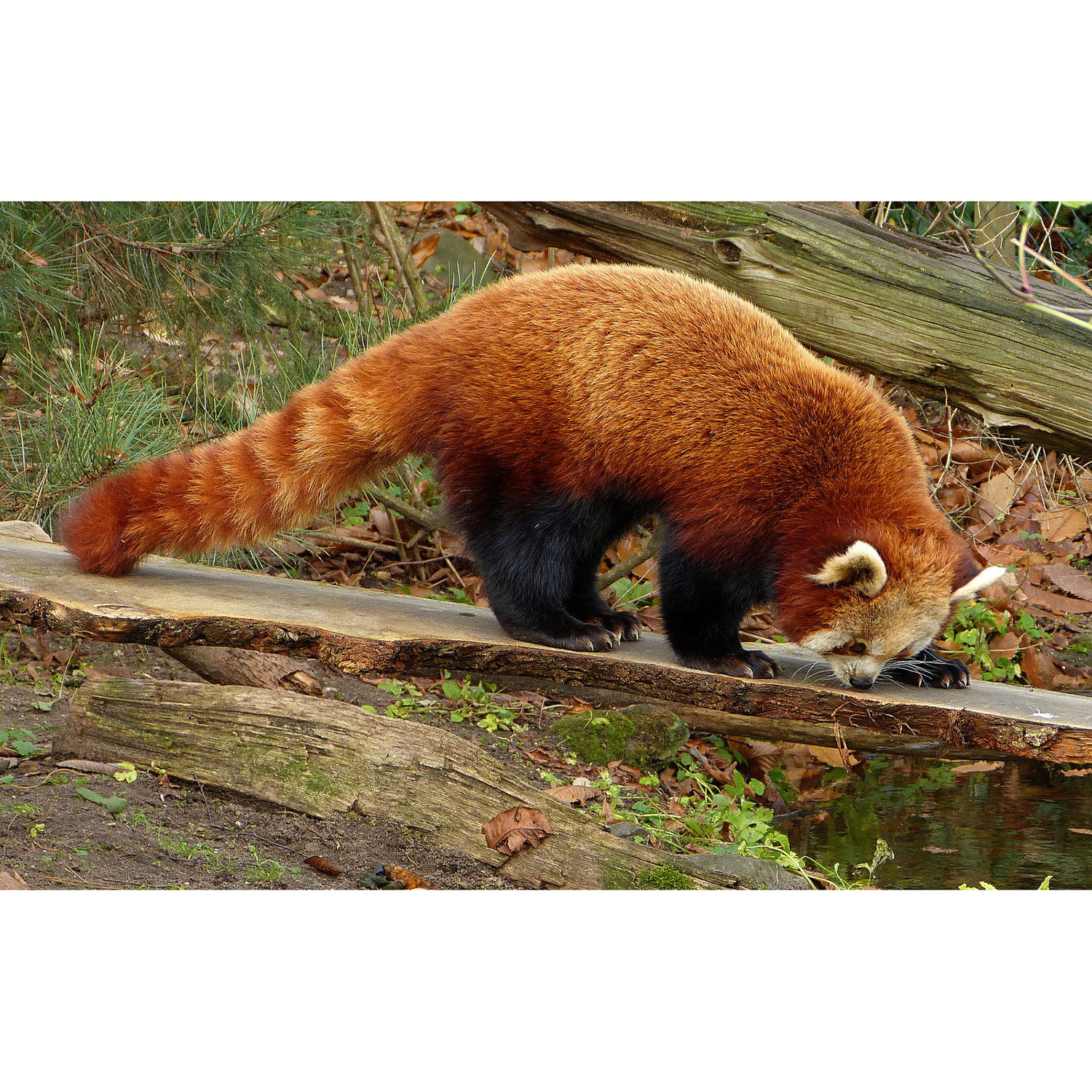 Ailurus fulgens Фото №3