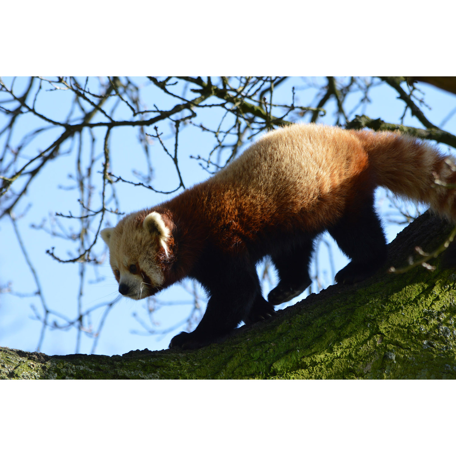 Ailurus fulgens Фото №4