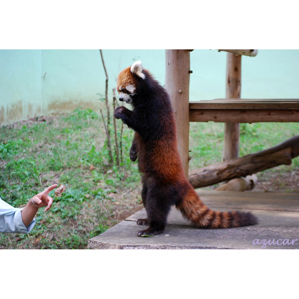 Ailurus fulgens Фото №5