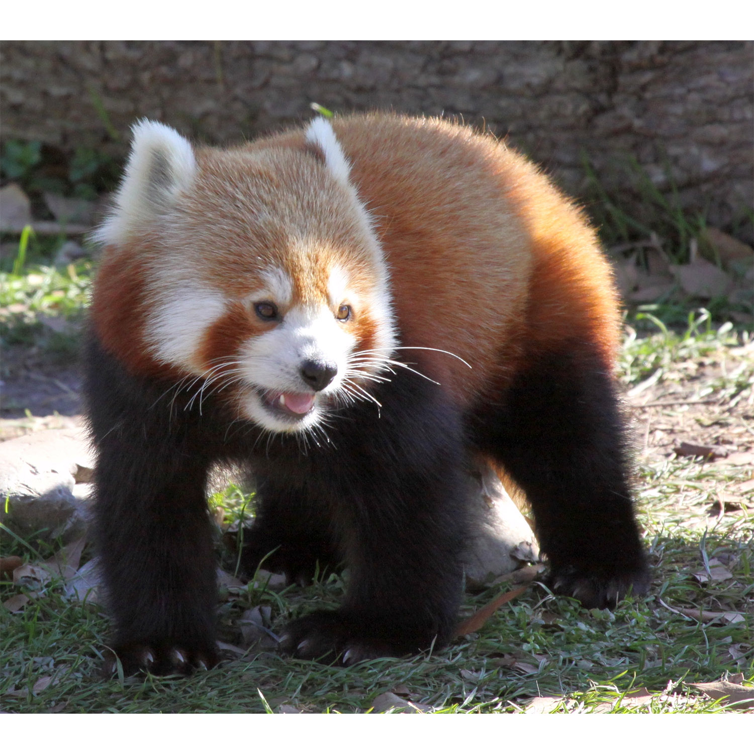 Ailurus fulgens Фото №6
