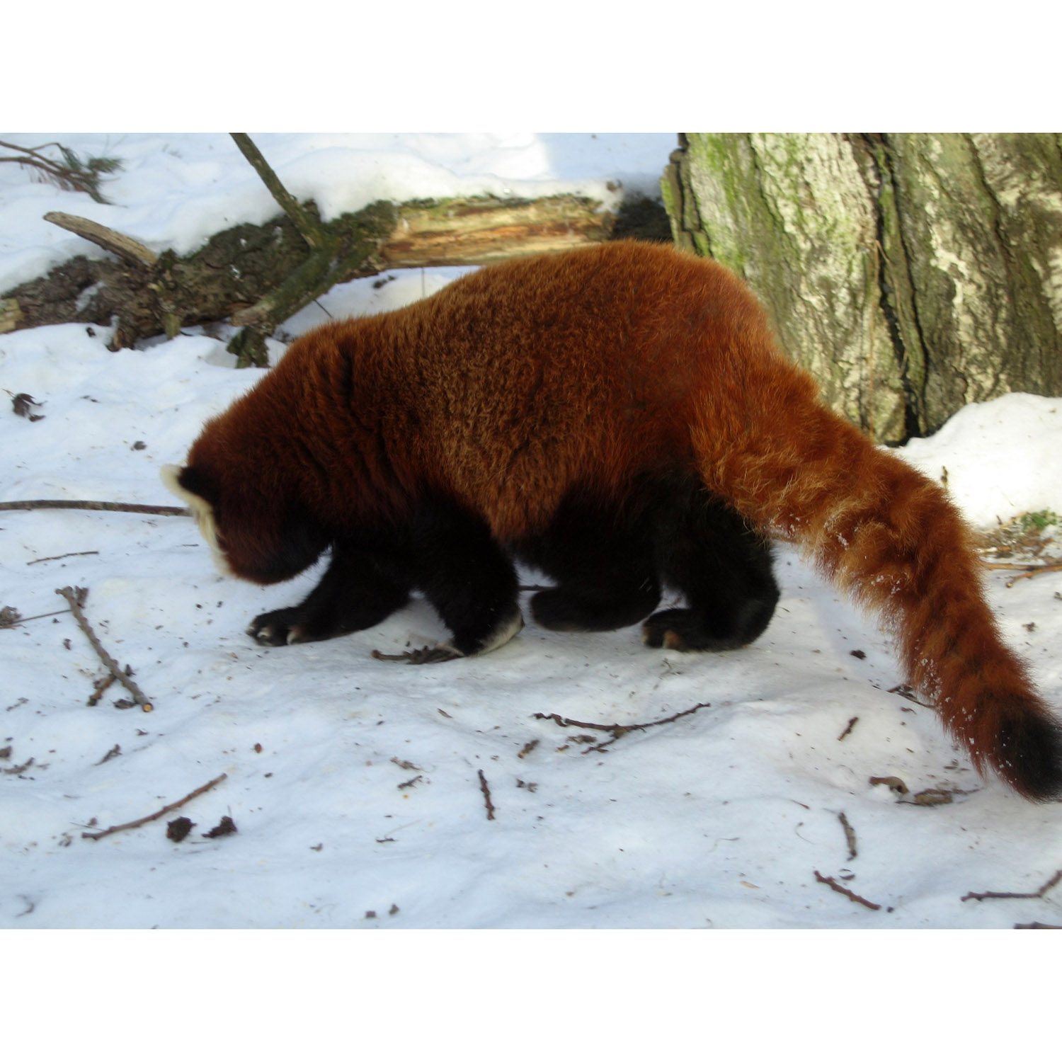 Ailurus fulgens Фото №7