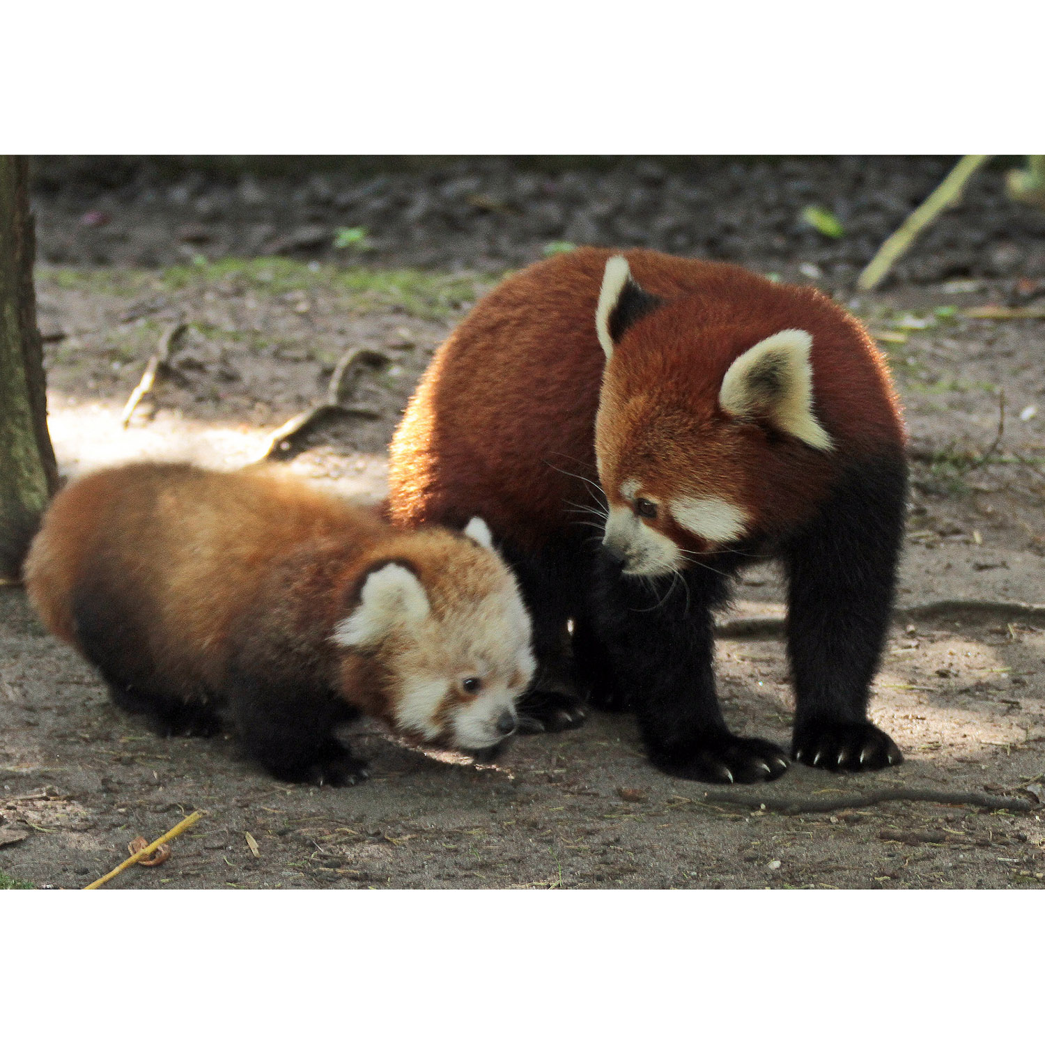 Ailurus fulgens Фото №8