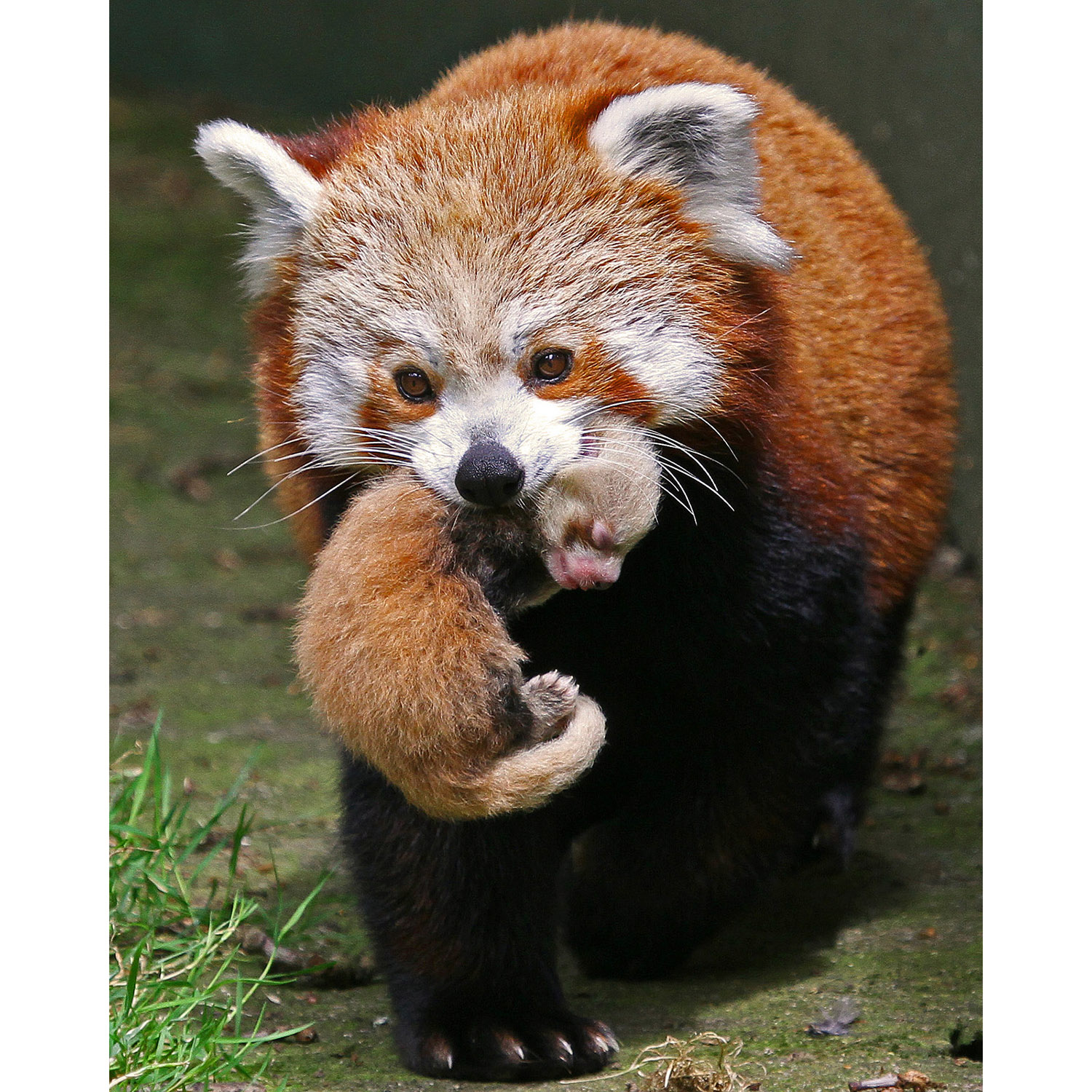 Ailurus fulgens Фото №9