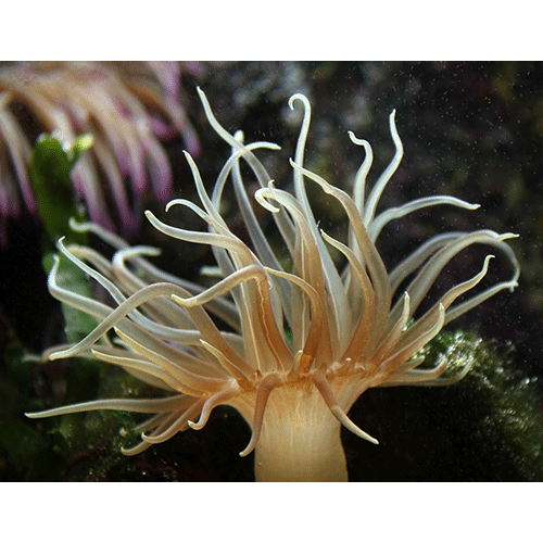 Семейство Aiptasiidae  фото