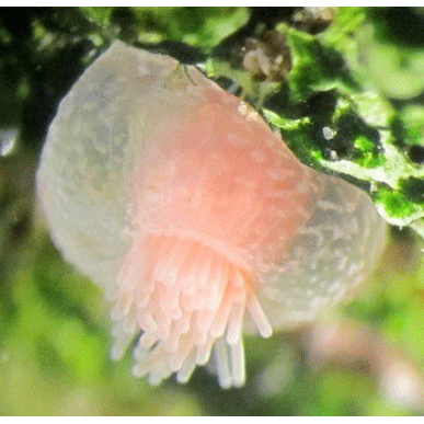 Семейство Aiptasiomorphidae  фото