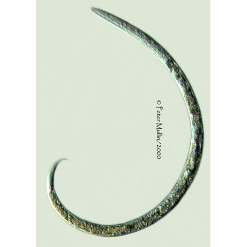 Семейство Alaimidae  фото