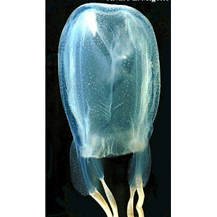 Семейство Alatinidae  фото