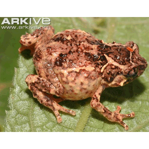  Род Albericus  фото