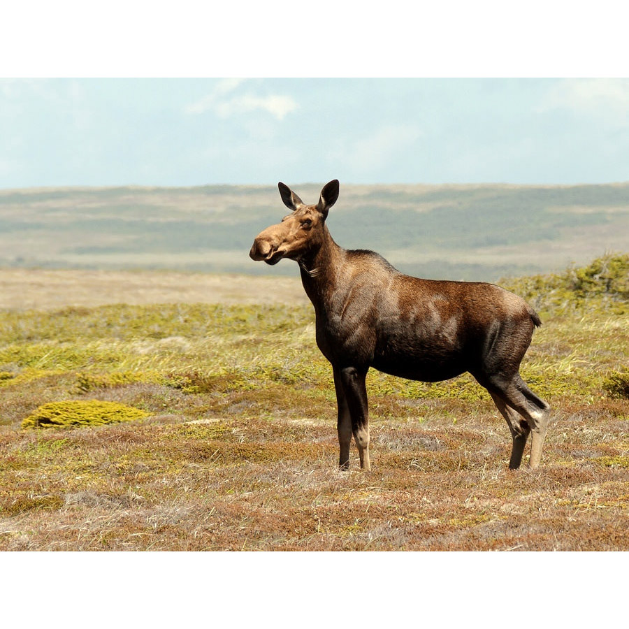 Alces alces Фото №4