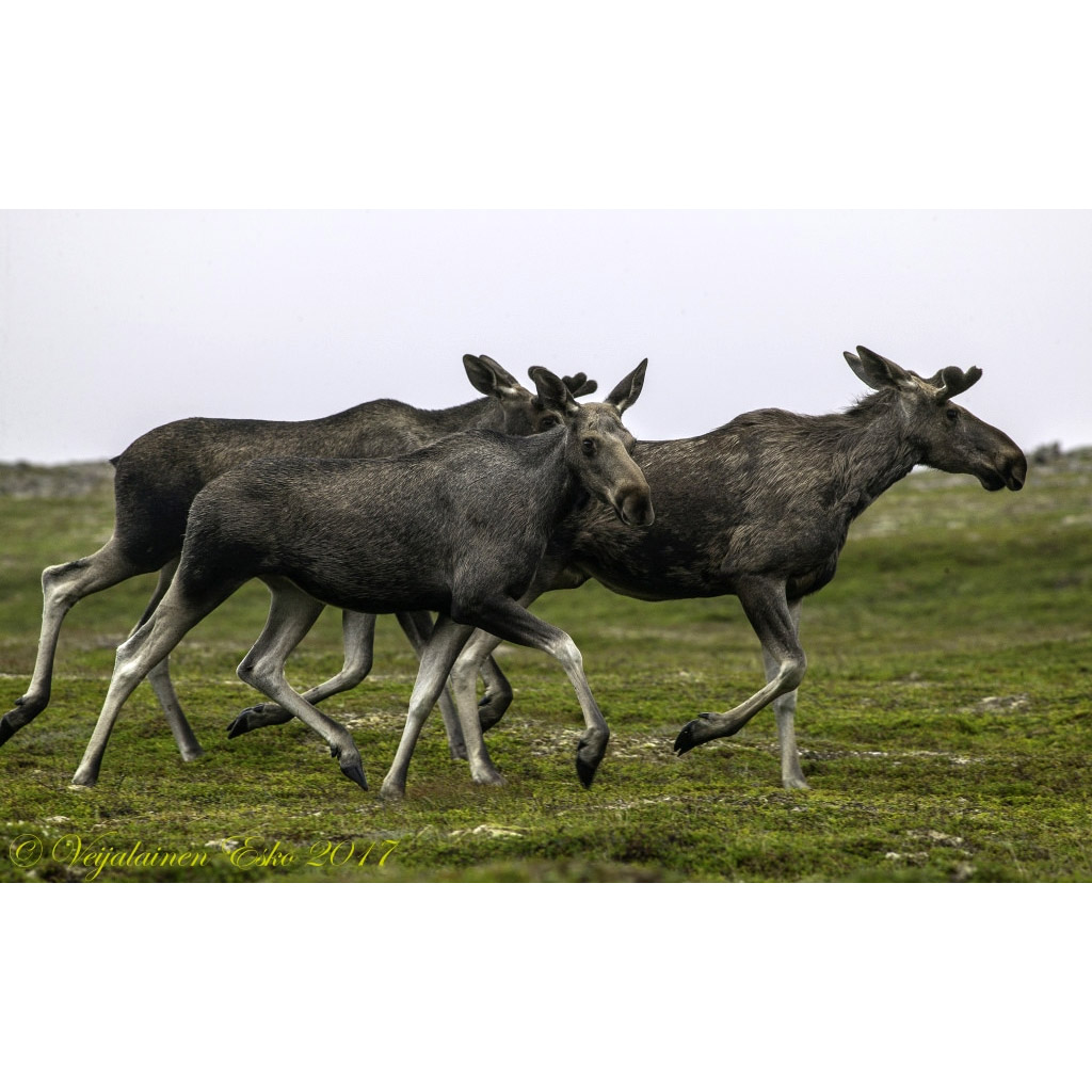 Alces alces Фото №5