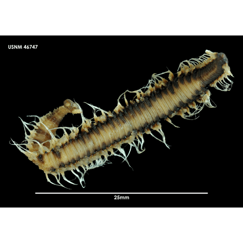 Семейство Alciopidae фото