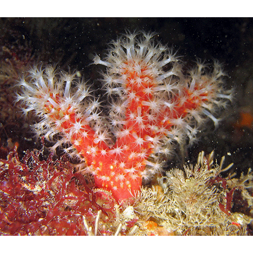 Семейство Alcyoniidae  фото
