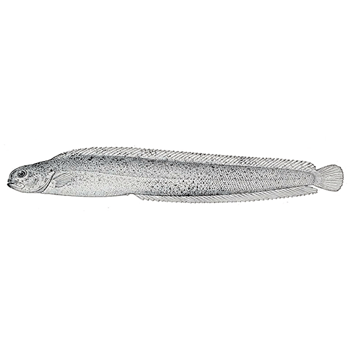 Род Alectridium фото