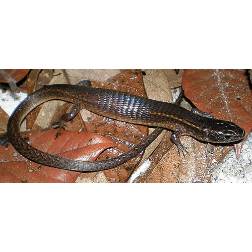  Род Alexandresaurus  фото