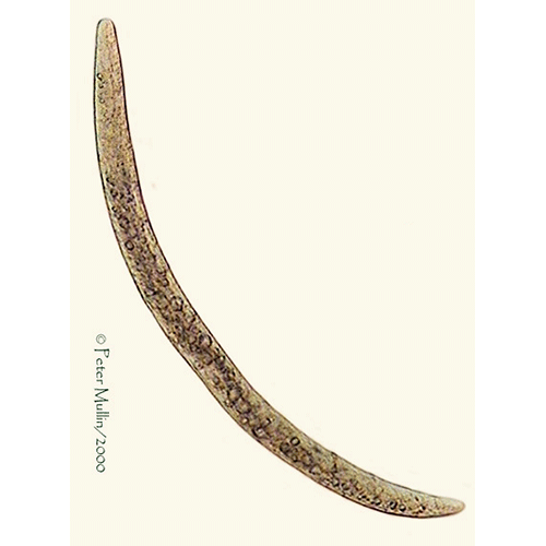 Семейство Allantonematidae  фото
