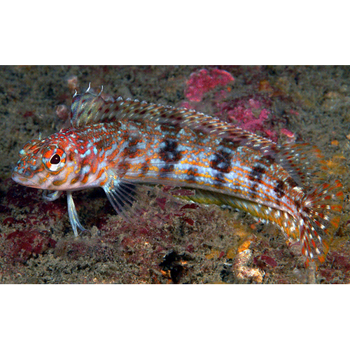 Род Alloclinus фото