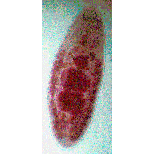 Семейство Allocreadiidae фото