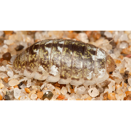 Семейство Alloniscidae фото