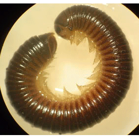 Семейство Allopocockiidae фото