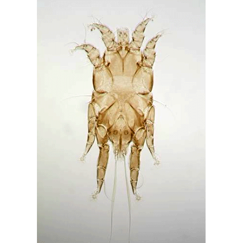 Семейство Alloptidae фото