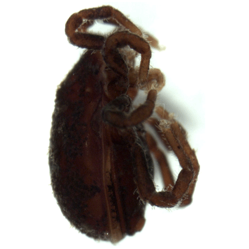 Семейство Allothyridae фото