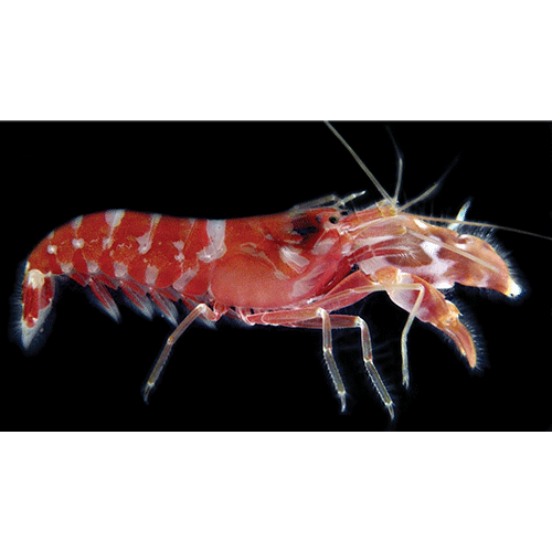 Семейство Alpheoidea фото