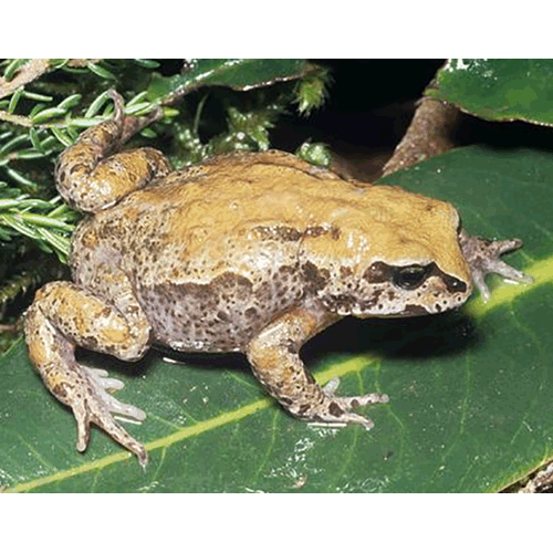  Род Altiphrynoides  фото