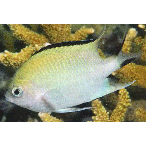 Род Altrichthys фото
