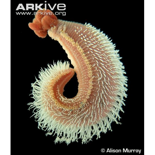 Семейство Alvinellidae фото
