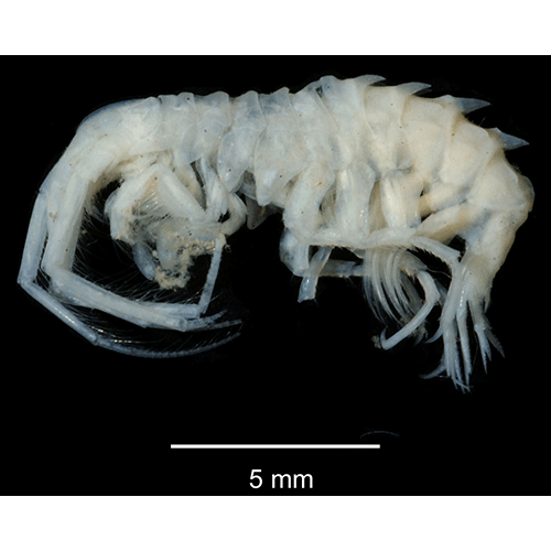 Семейство Amathillopsidae фото