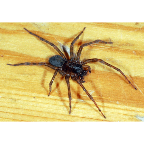 Семейство Amaurobiidae фото