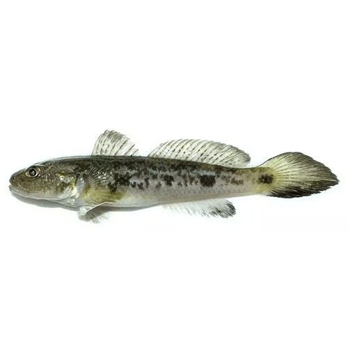 Род Amblychaeturichthys фото