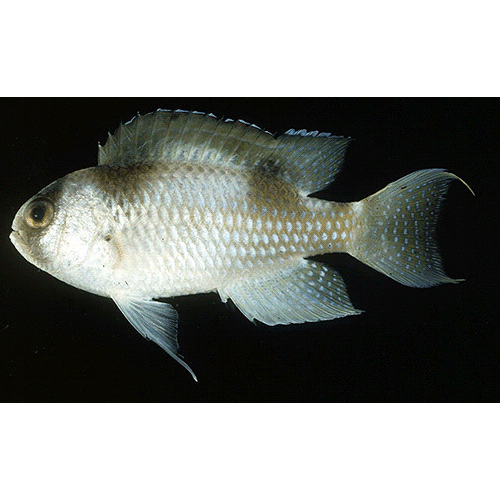 Род Amblypomacentrus фото