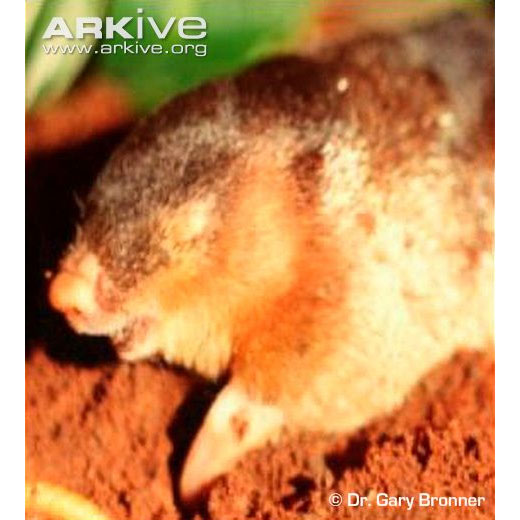 Amblysomus robustus Фото №2