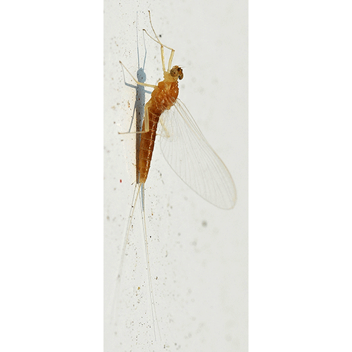 Семейство Ameletidae фото