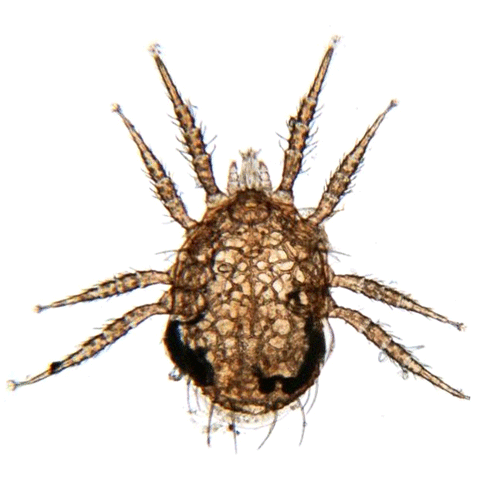 Семейство Ameroseiidae фото