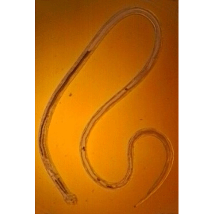 Семейство Amidostomatidae  фото