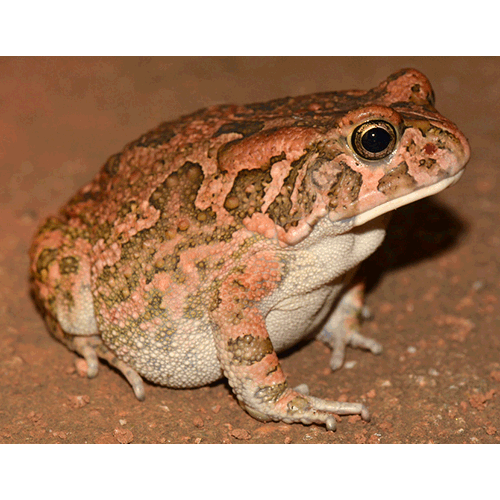  Род Amietophrynus  фото