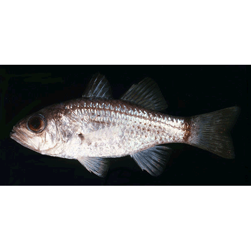 Род Amioides фото