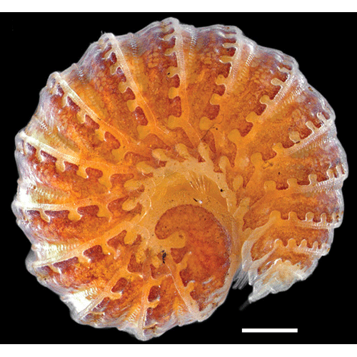 Семейство Ammodesmidae фото