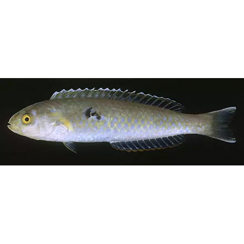 Род Ammolabrus фото